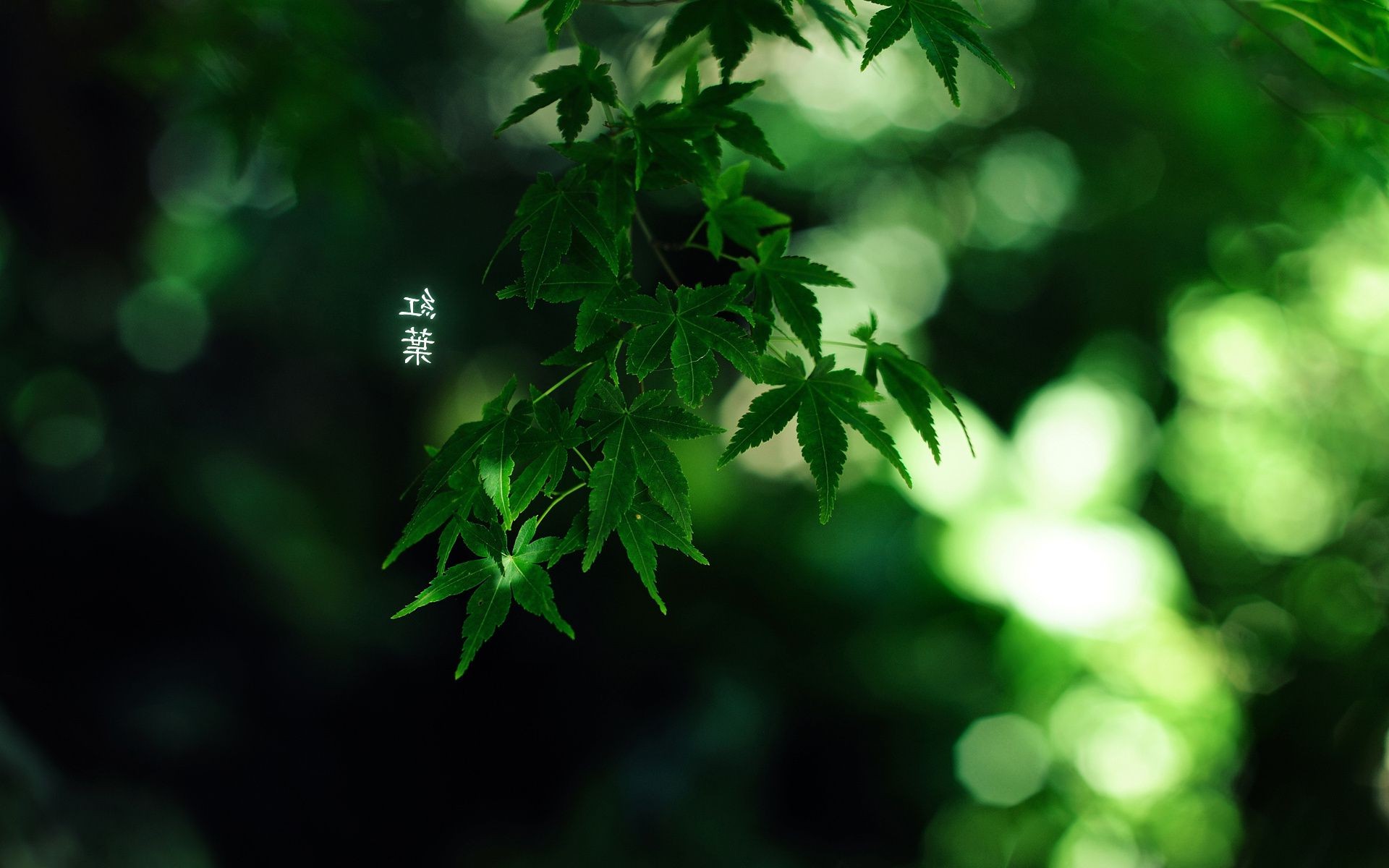 plants leaf nature growth lush flora summer bright blur garden tree outdoors environment ecology wood