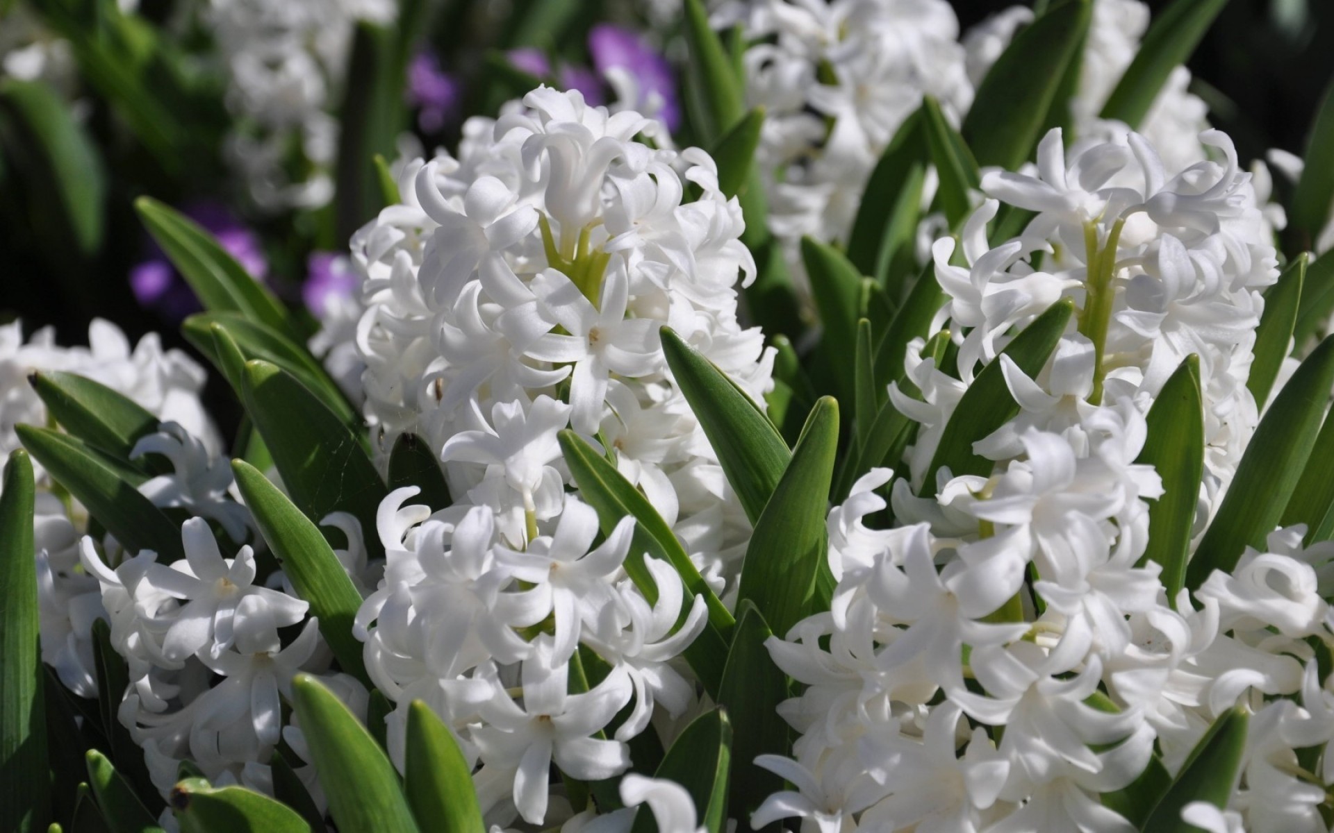 fiori fiore pasqua flora giacinto floreale lampade natura petalo foglia giardino fioritura bouquet stagione erba campo tulipano colore buccia compagno giacinti bianco