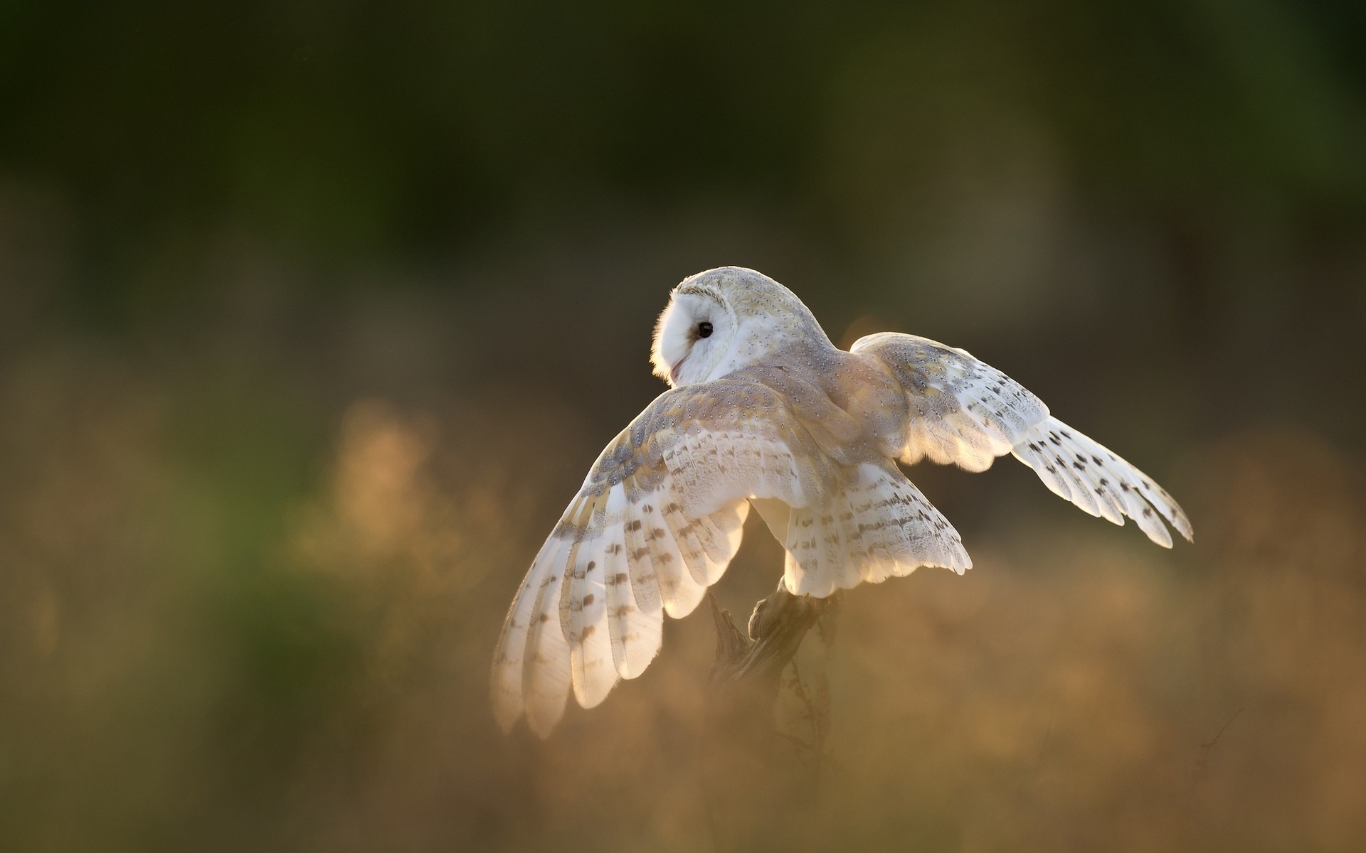 owl bird nature wildlife feather animal wing raptor fly outdoors flight beak prey wild white wings