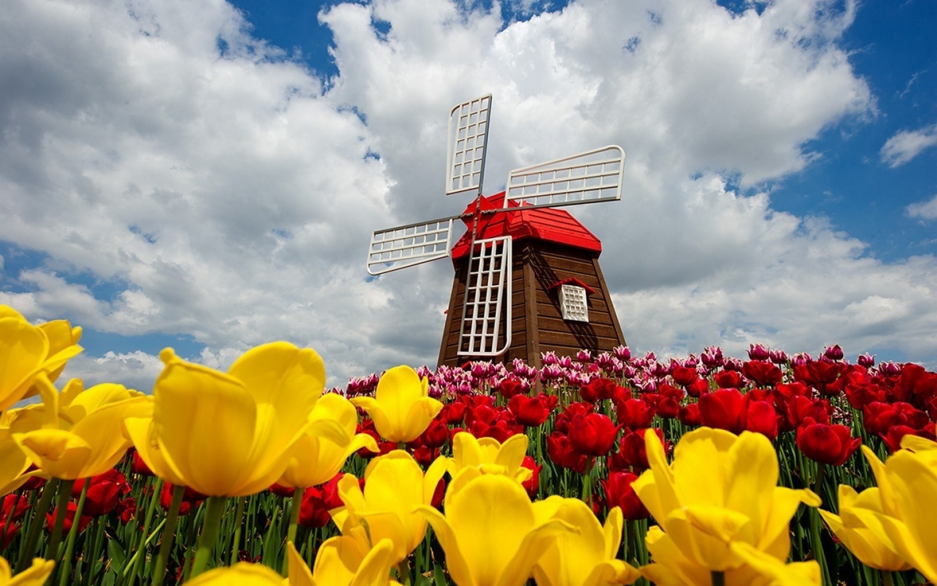 flowers flower nature tulip easter garden summer outdoors field flora sky grass season color fair weather bright windmill clouds spring tulips