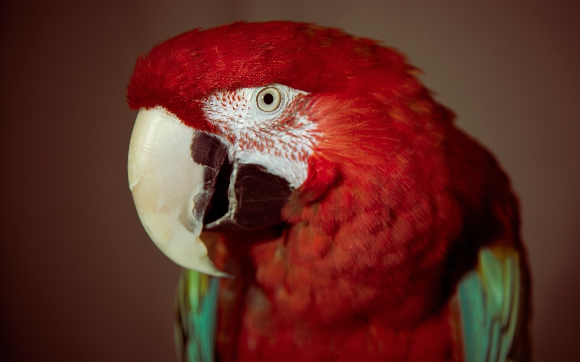 perroquet portrait unique oiseau couleur rouge plumes