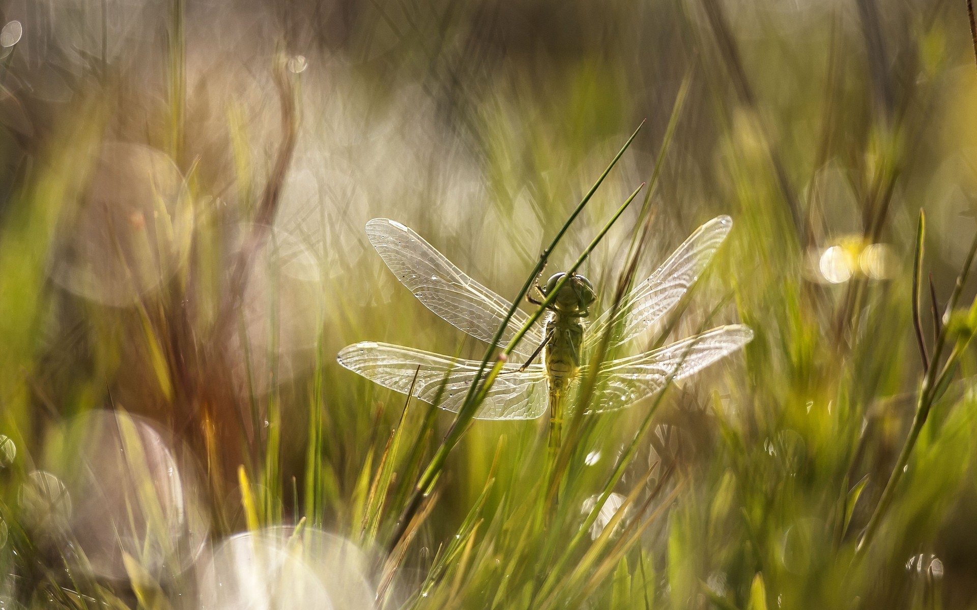 insetti erba campo natura estate rurale sole fieno flora all aperto crescita bel tempo fiocchi campagna pascolo grano alba paese primo piano luminoso libellula