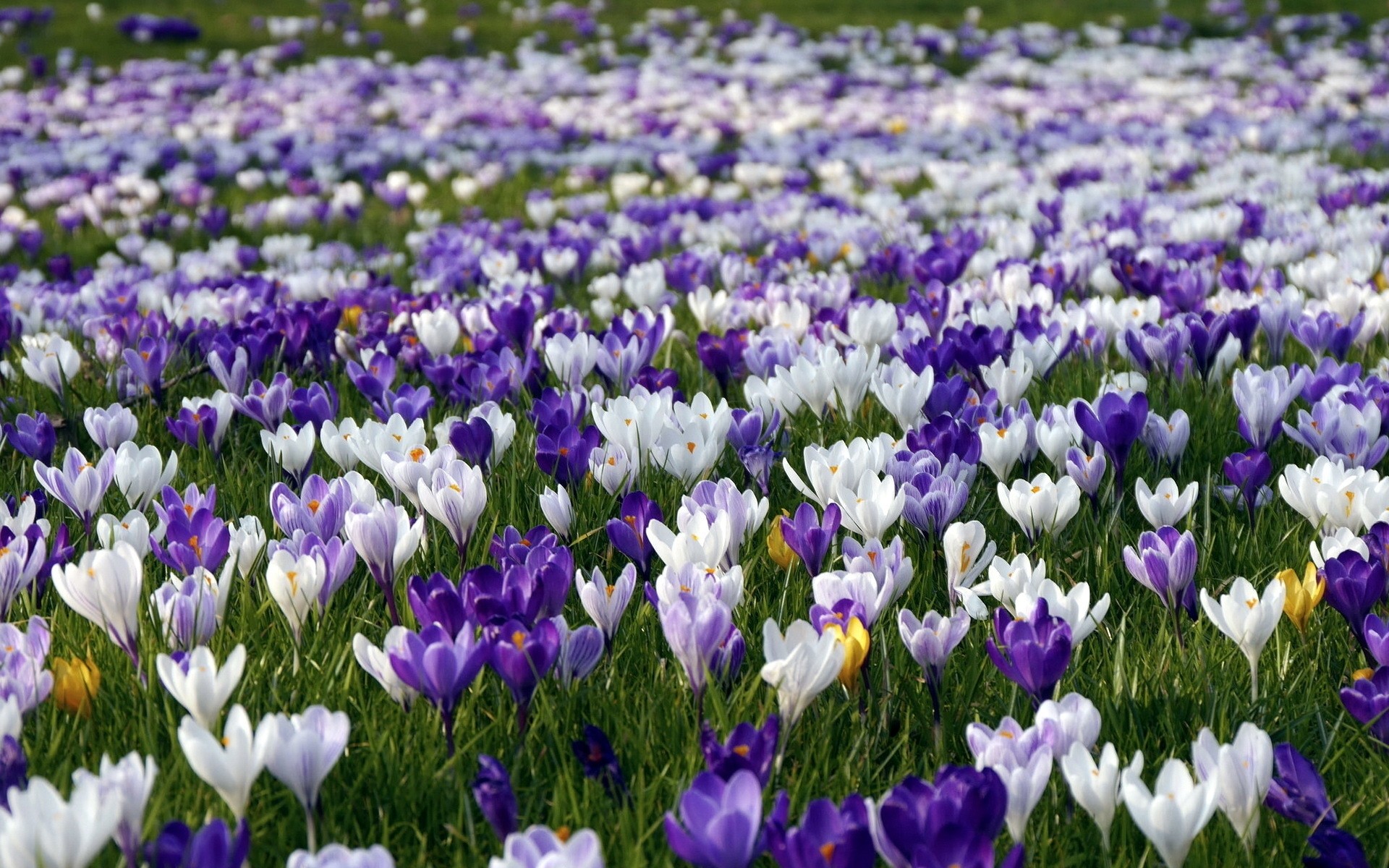 flowers flower nature flora garden easter field floral leaf blooming growth tulip hayfield springtime season bright petal grass summer fair weather crocus spring