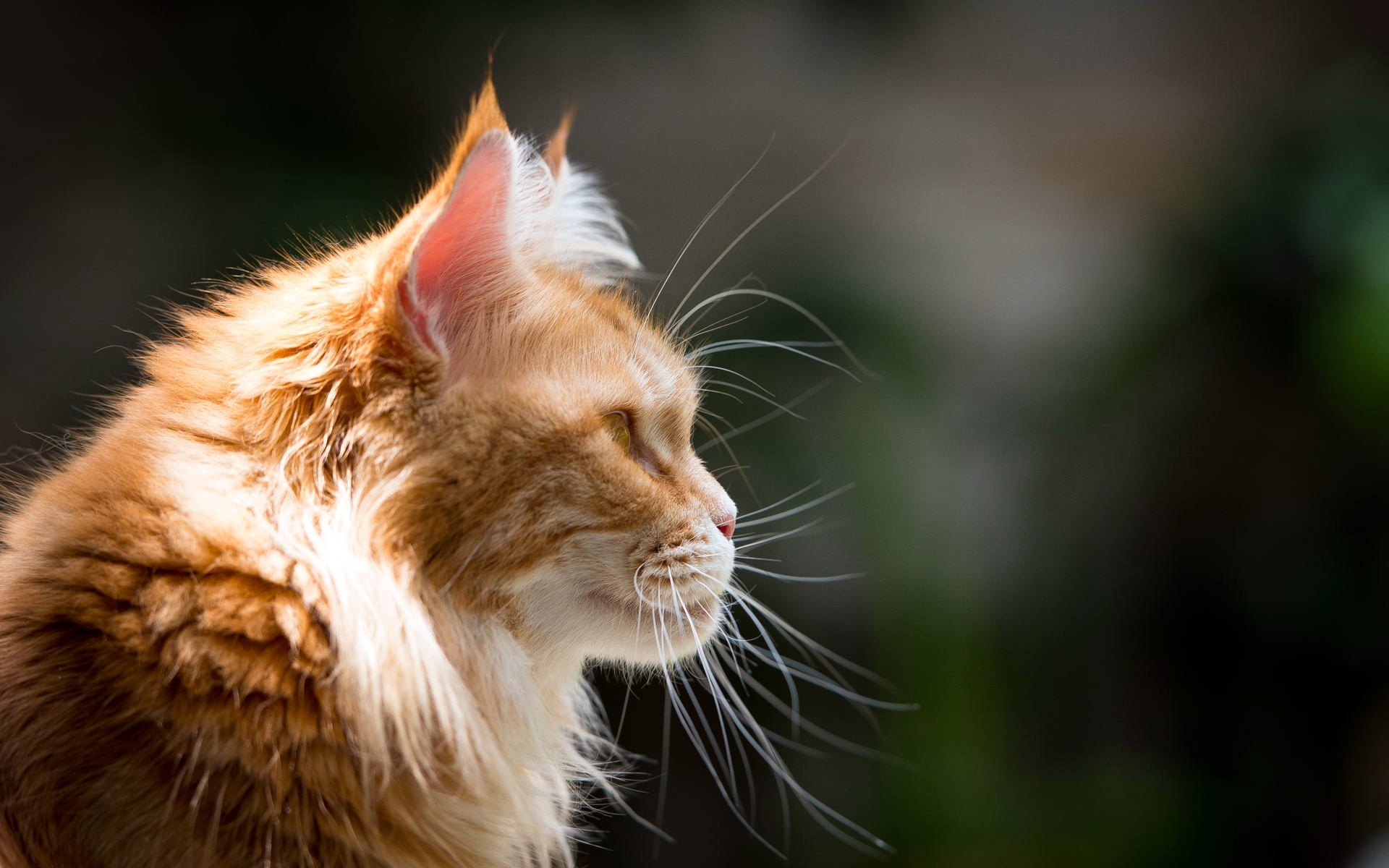 chat chat mignon animal oeil fourrure portrait mammifère nature animal de compagnie moustache chaton petit aperçu la faune jeune moustache profil