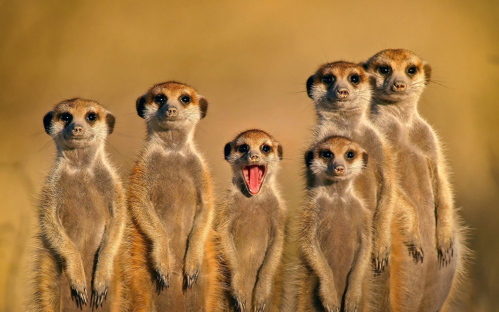 animaux mammifère mignon la faune la nature animal suricat famille