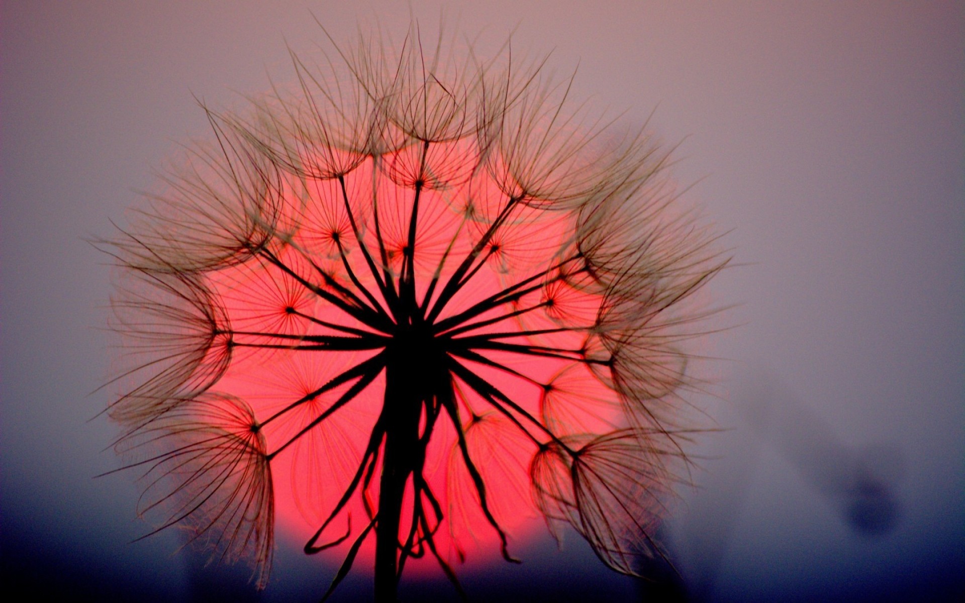 flowers flower art color abstract dandelion sunset sun