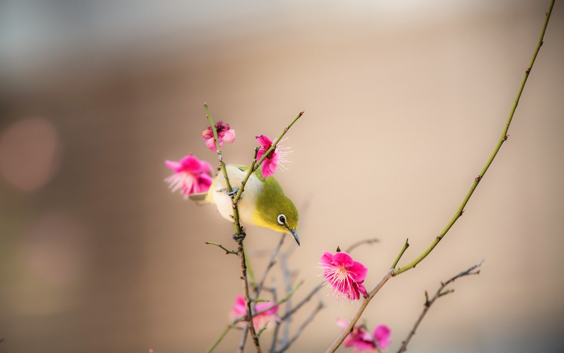 aves naturaleza flor verano flora hoja delicado desenfoque salvaje jardín dof sol pajarito rama