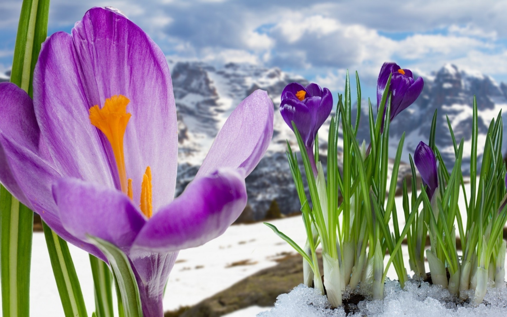 spring nature flower crocus easter season saffron flora summer bright leaf fair weather floral color early bulb growth outdoors field garden mountains snow purple