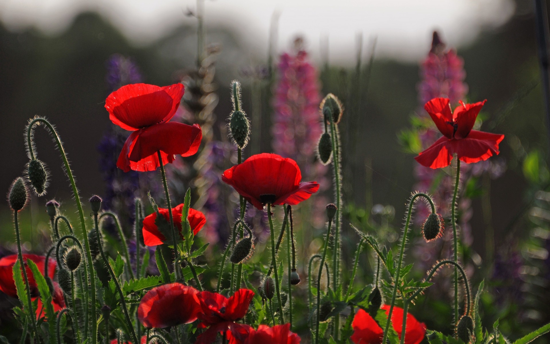 blumen blume poppy natur flora feld sommer im freien blatt garten blühen blütenblatt gras heuhaufen blumen- ländlichen farbe hell jahreszeit mohnblumen