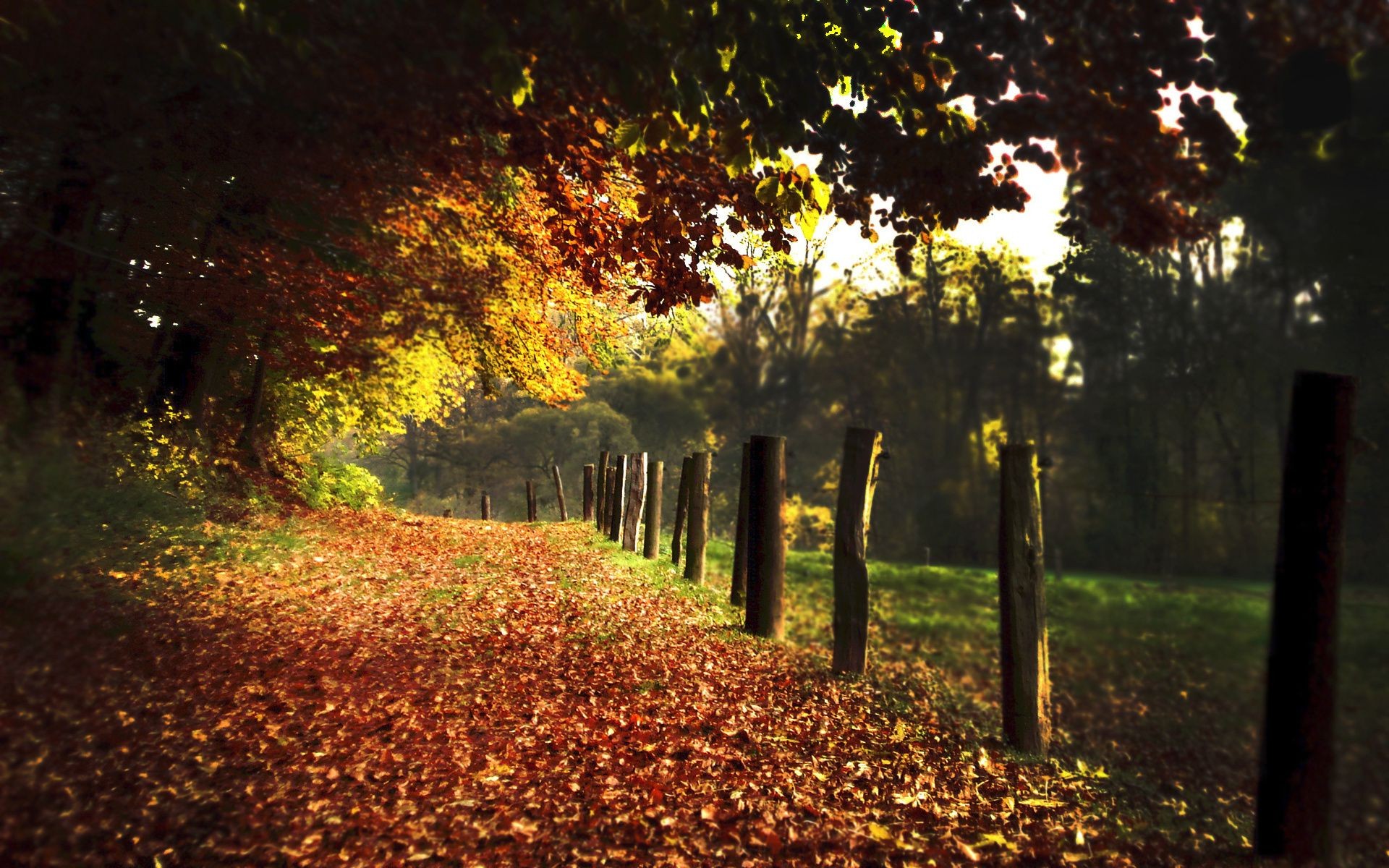 parks herbst baum blatt park landschaft holz dämmerung straße natur im freien nebel licht landschaftlich guide zweig nebel jahreszeit gutes wetter sonne