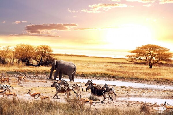 Savane du soir avec la faune caractéristique de ces lieux