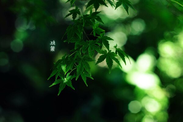 Feuilles d érable en macro avec des hiéroglyphes