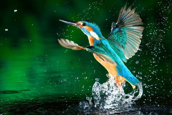 Милейшие колибри и брызги воды