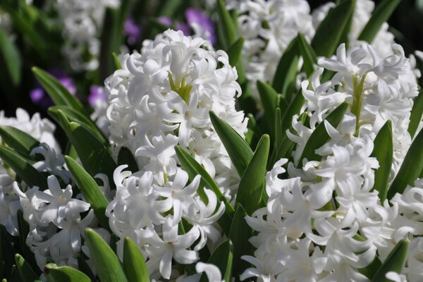 Foto jacintos Blancos con hojas verdes