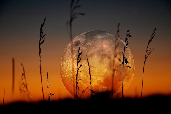 Cereali sullo sfondo del tramonto e la bella luna