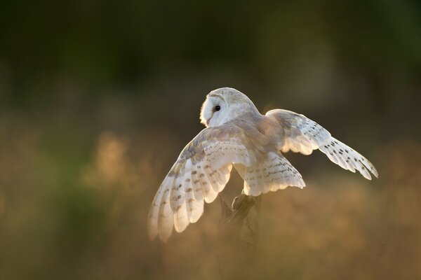 An interesting owl of white color with shades