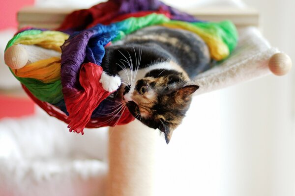 Tricolor cat playing on a sunbed