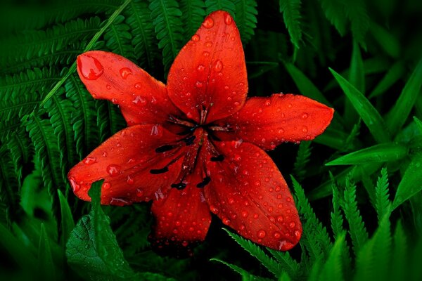 Dew on a red flower in the green