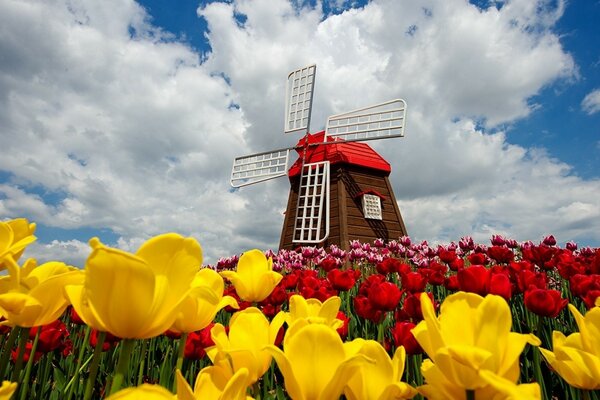 Mühle auf einem Hügel mit gelben und roten Tulpen