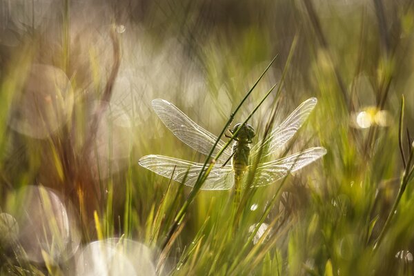 A dragonfly is sitting in the green grass