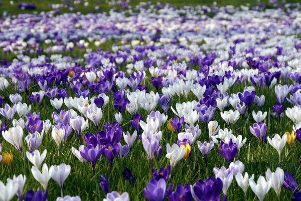 Tselovalnik a field of flowers of different colors