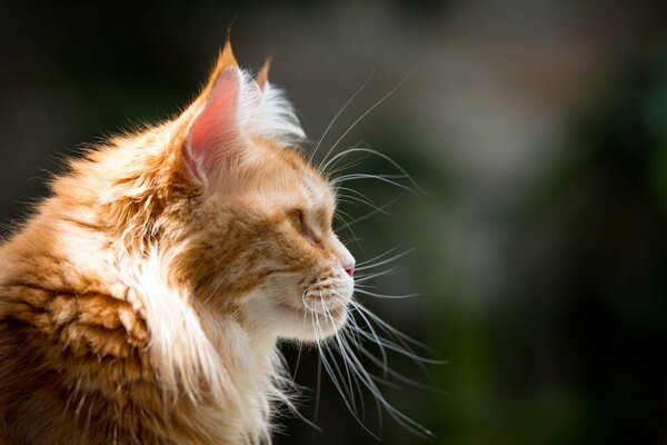 A red fluffy cat with a bushy mustache looks somewhere