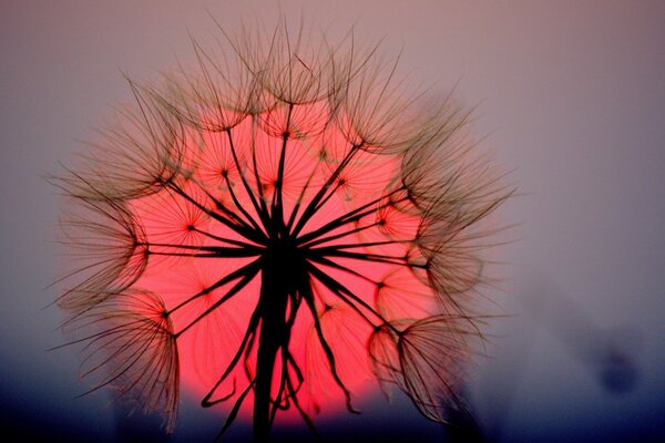 Dandelion on the background of a beautiful sunset