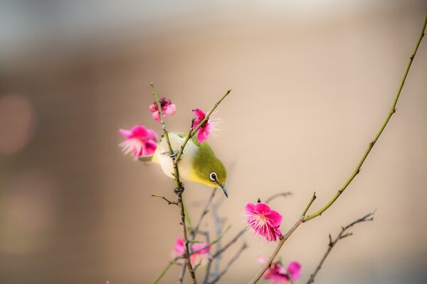 Um pequeno pássaro sentado em uma flor