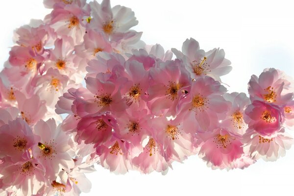 Delicati fiori rosa su sfondo bianco