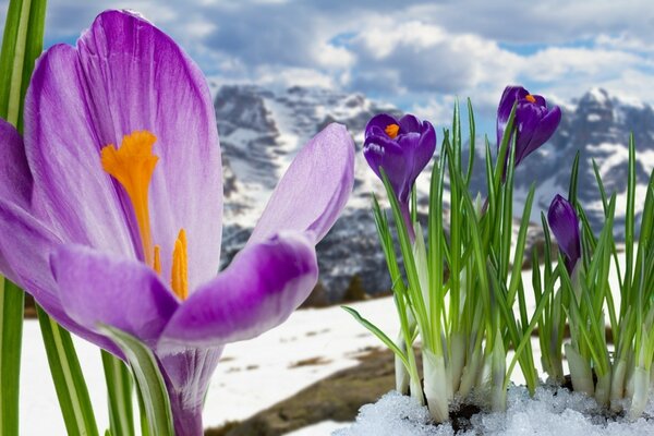 Lilac crocuses in the mountains in the snow