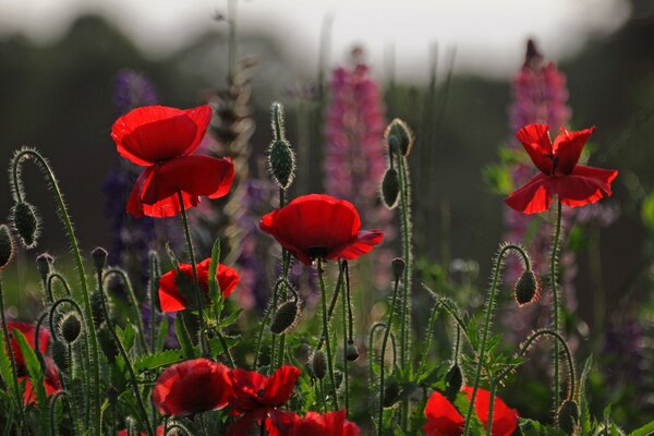 Feld der roten Mohnblumen im Morgengrauen