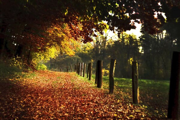 Autumn park with colorful leaves