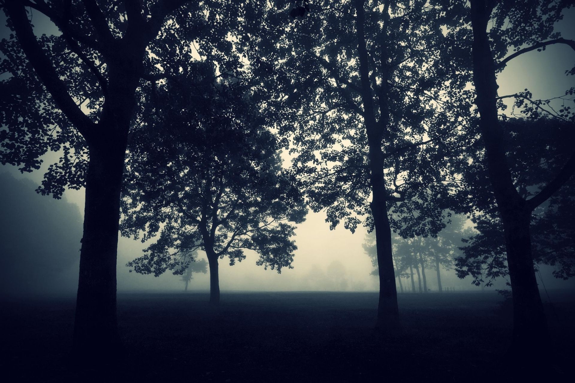 paisaje árbol niebla amanecer niebla paisaje madera naturaleza iluminado sol hoja silueta buen tiempo