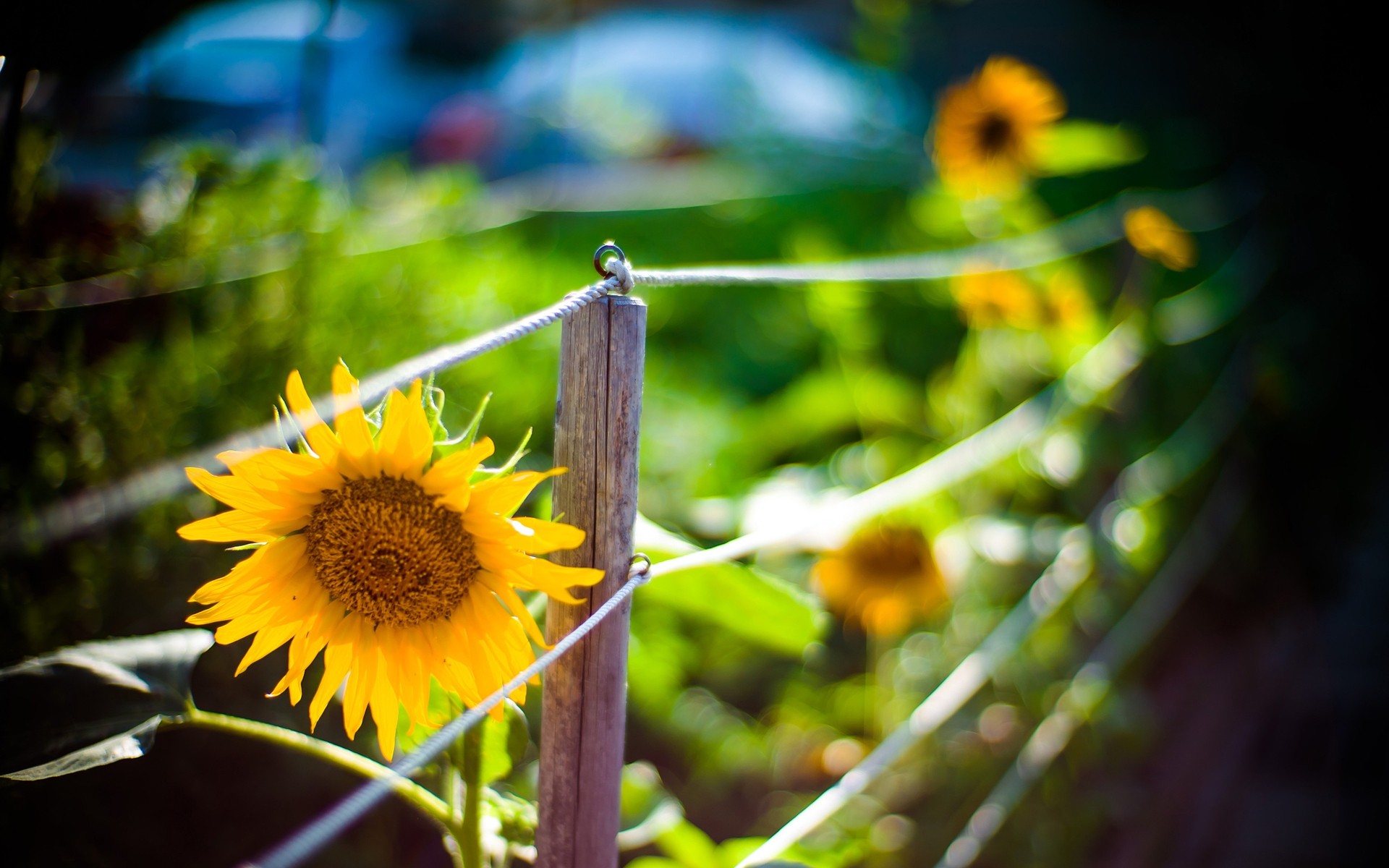 fleurs nature flore tournesol été fleur jardin à l extérieur soleil feuille lumineux couleur