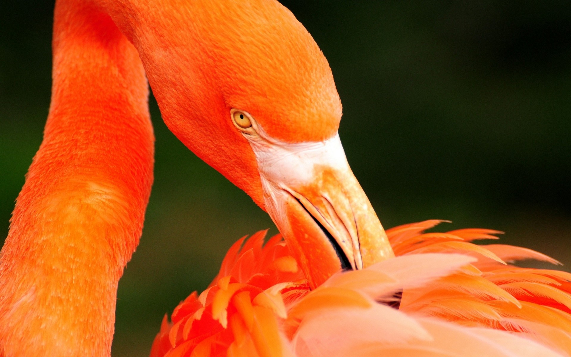 flamingo ptak natura dziób na zewnątrz pojedyncze pióro tropikalne zwierzę zoo