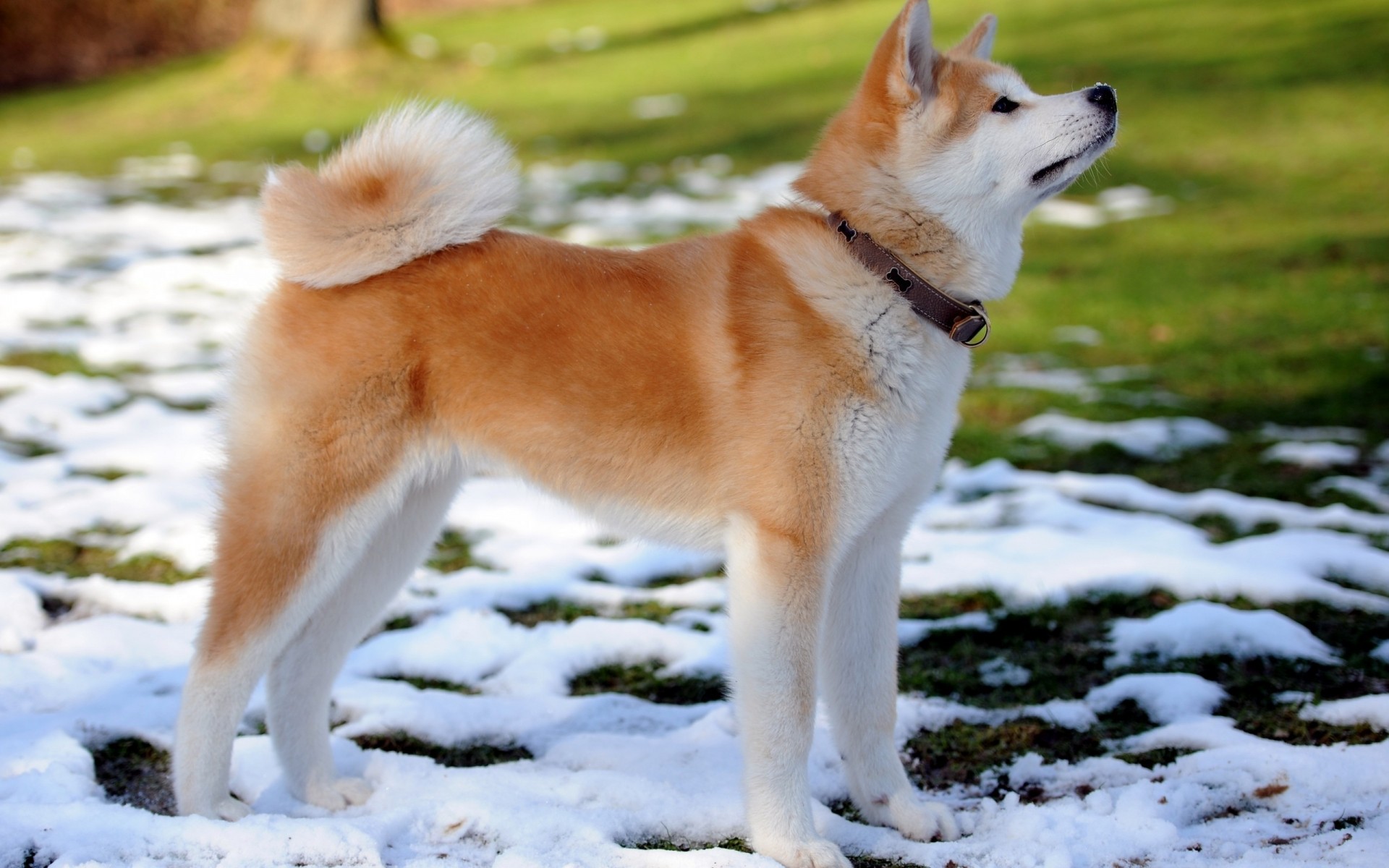 cães cão cinegrafista mamífero animal de estimação animal fofa pele retrato gelado sozinho raça visualização doméstico lobo filhote de cachorro