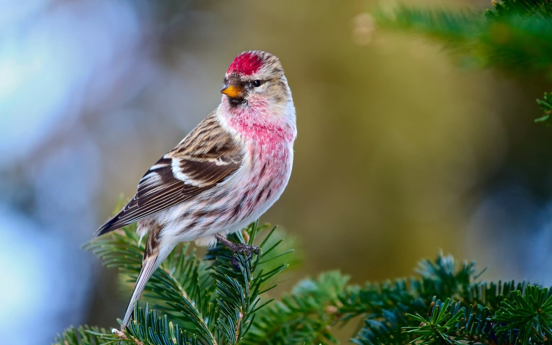 birds nature tree outdoors wild bird wildlife wood leaf little animal garden summer close-up redpoll branches