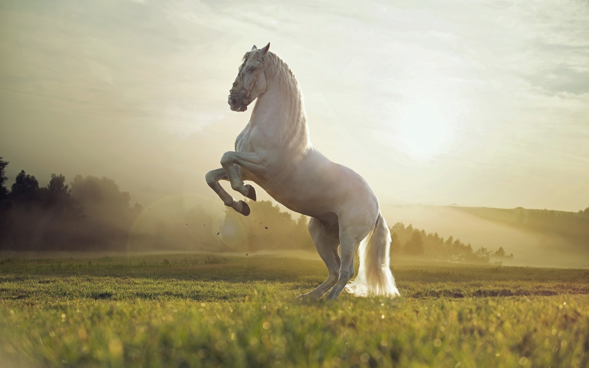 animaux cavalerie mammifère un mare cheval herbe champ animal ferme foin à l extérieur chien coucher de soleil cheval blanc