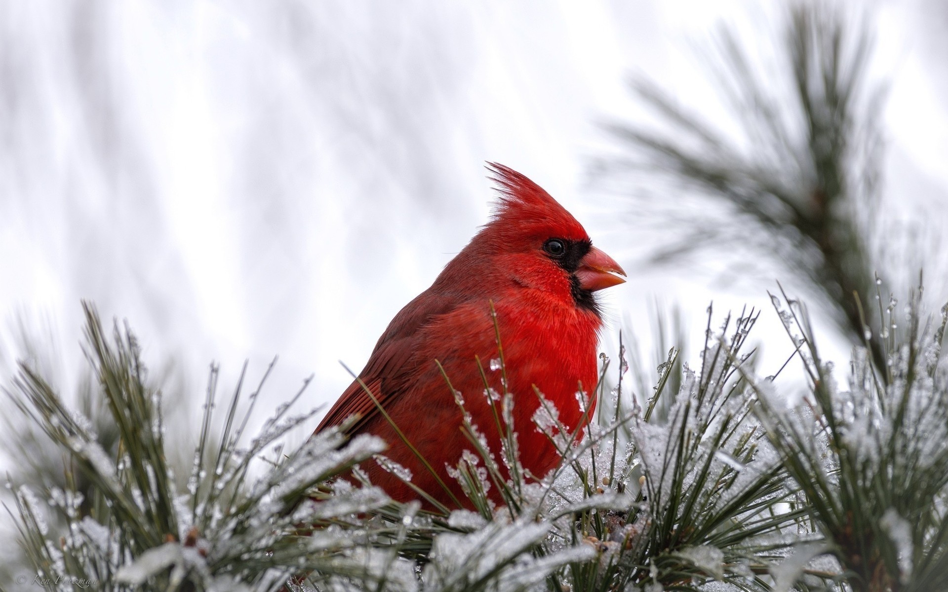 oiseaux hiver en plein air neige nature arbre noël oiseau bois la faune cardinal oiseau rouge