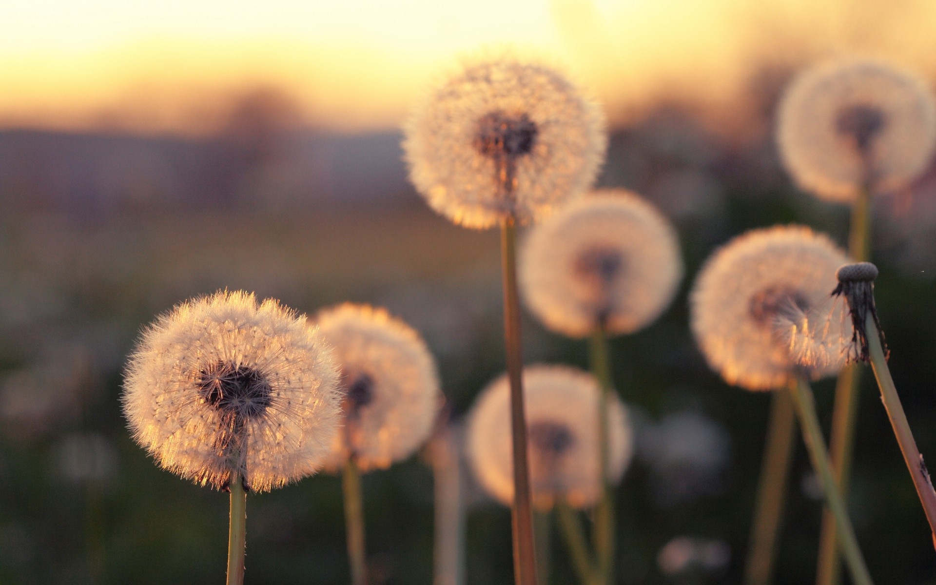 çiçekler doğa açık havada flora yaz ahşap renk çimen çiçek büyüme ortamlar karahindiba