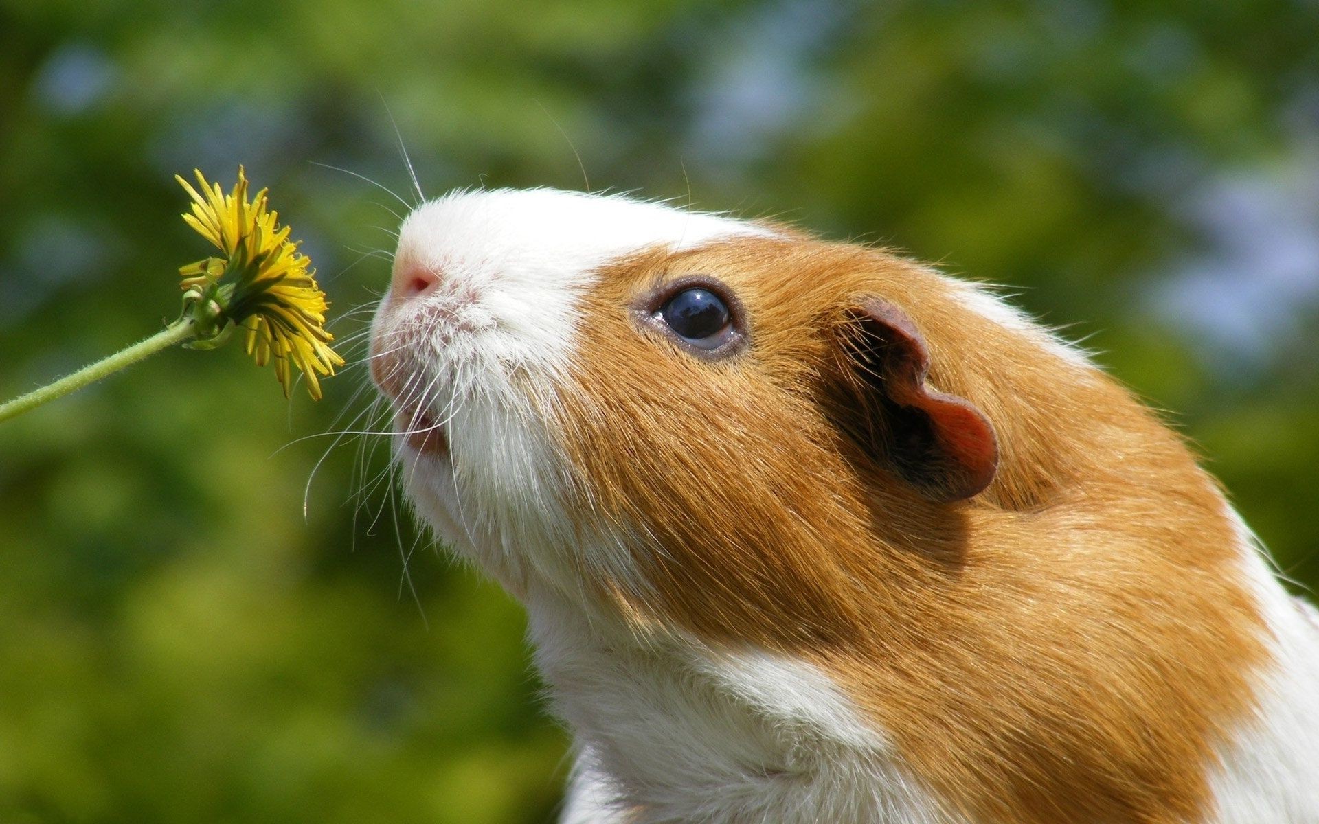 cochon mignon nature mammifère animal petit la faune à l extérieur portrait animal de compagnie herbe