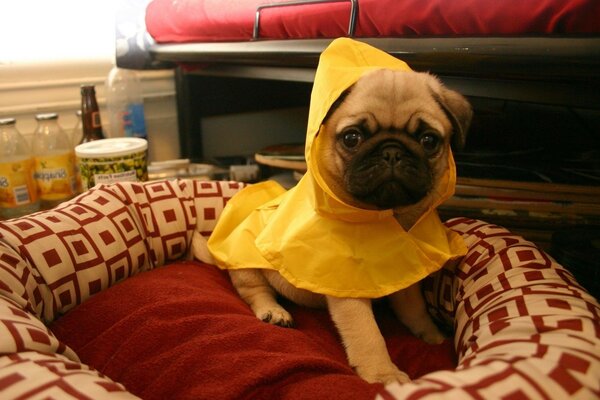 A pug in a suit in his lounger