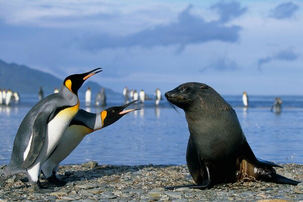 Two penguins communicate with a seal