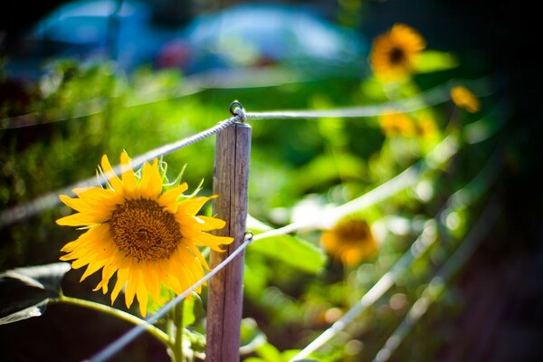 Tournesols d été derrière la clôture fond d écran