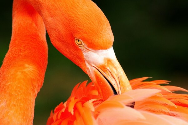 The red flamingo itches with its beak