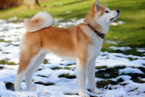 Orangefarbener Hund, der im Schnee steht