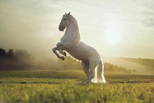 A beautiful white horse on its hind legs