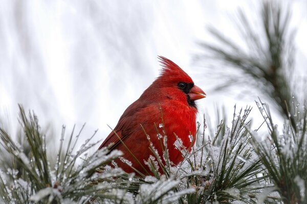 Bird outdoors in winter