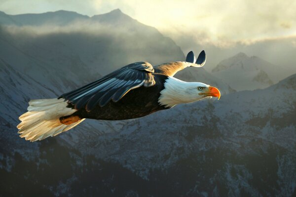 Ein Adler ist im Flug. Schneeberg. wildtiere