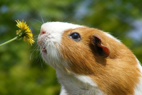 Süßes Meerschweinchen und Löwenzahn